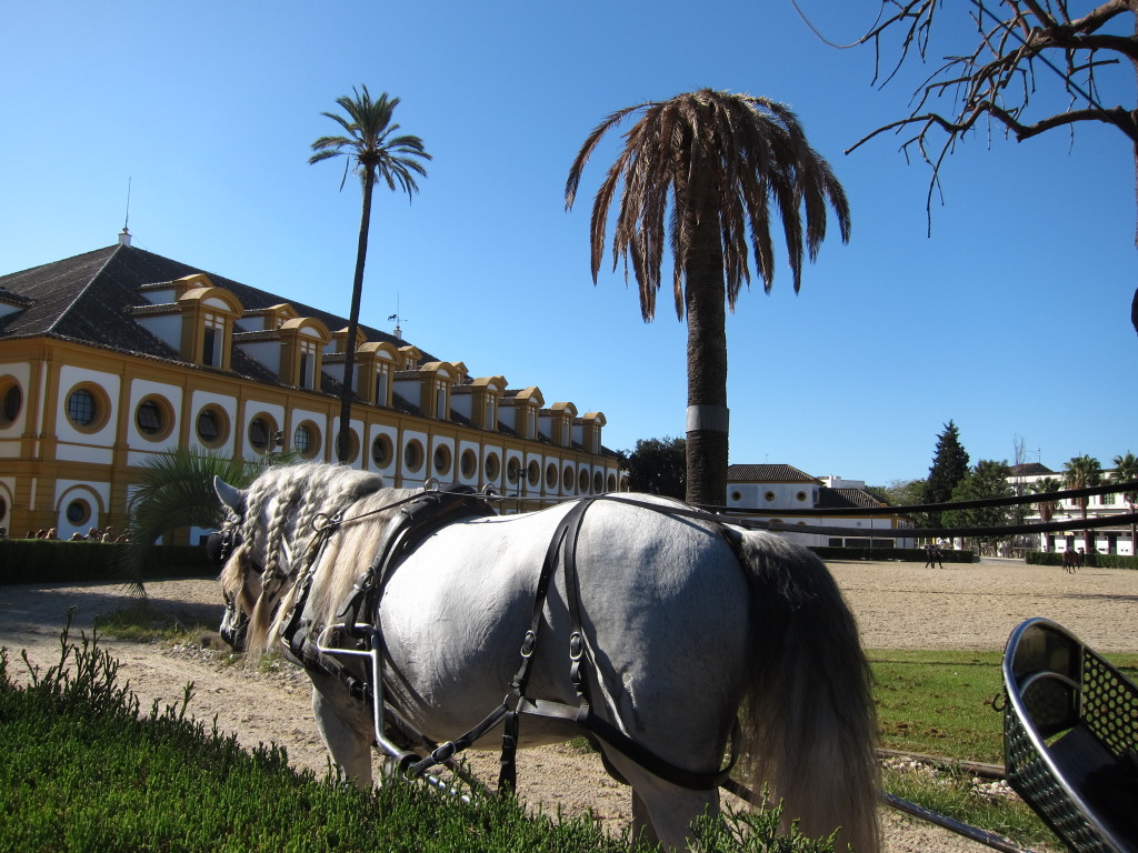 I got photo bombed by a horse and carriage!