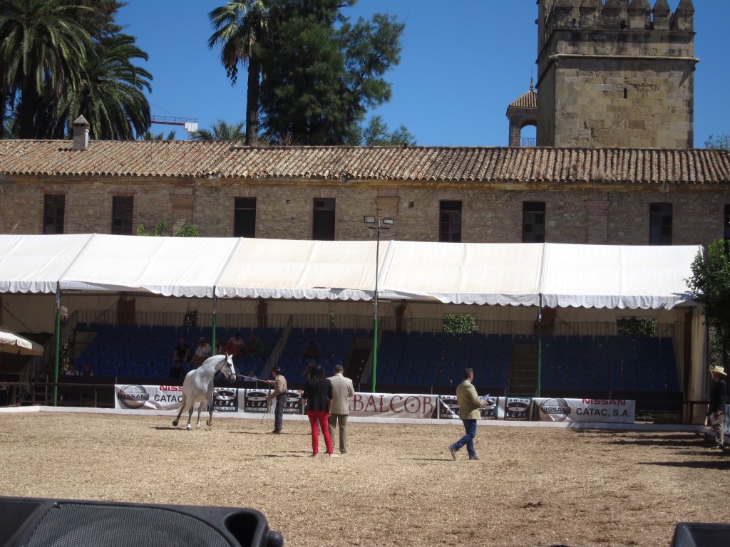 Putting the horse through specific movements while the judges looked on