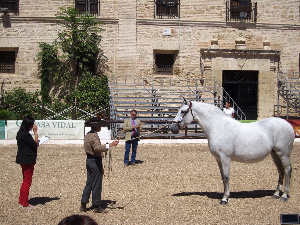 Judges making notes at the Cordoba Horse Fair