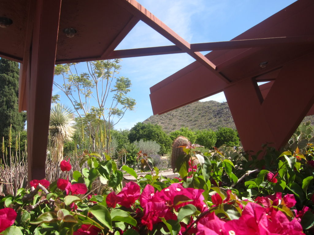 Taliesin West in full spring bloom